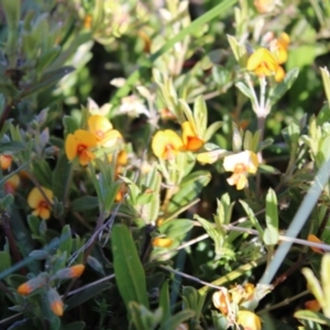 Podolobium alpestre at Cotter River, ACT - 8 Jan 2023