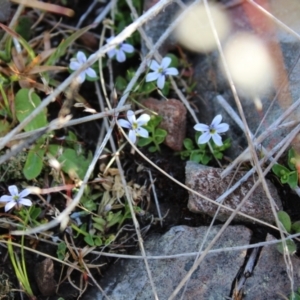 Lobelia pedunculata at Bimberi, NSW - 8 Jan 2023