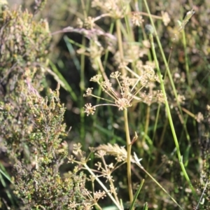 Aciphylla simplicifolia at Bimberi, NSW - 8 Jan 2023