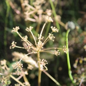 Aciphylla simplicifolia at Bimberi, NSW - 8 Jan 2023