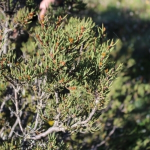 Hakea microcarpa at Cotter River, ACT - 8 Jan 2023 07:09 AM