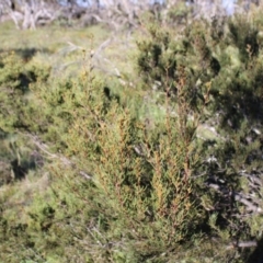 Hakea microcarpa at Cotter River, ACT - 8 Jan 2023 07:09 AM