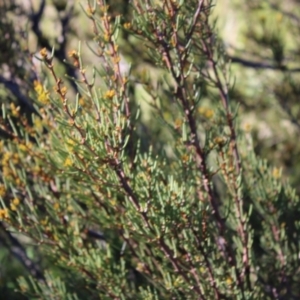 Hakea microcarpa at Cotter River, ACT - 8 Jan 2023 07:09 AM