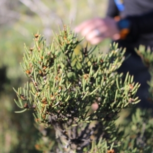 Hakea microcarpa at Cotter River, ACT - 8 Jan 2023