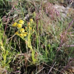 Senecio pinnatifolius var. alpinus at Bimberi, NSW - 8 Jan 2023 by Tapirlord