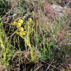 Senecio pinnatifolius var. alpinus at Bimberi, NSW - 7 Jan 2023 by Tapirlord