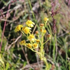 Senecio pinnatifolius var. alpinus at Bimberi, NSW - 8 Jan 2023