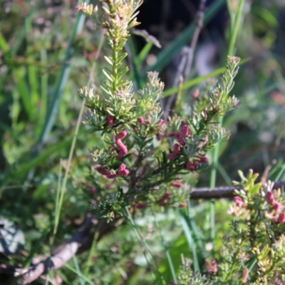 Podocarpus lawrencei (Mountain Plum Pine) at Cotter River, ACT - 7 Jan 2023 by Tapirlord