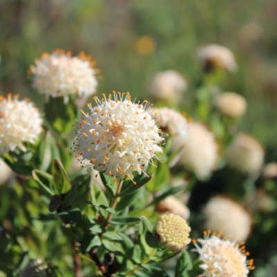 Pimelea ligustrina subsp. ciliata at Cotter River, ACT - 7 Jan 2023 by Tapirlord