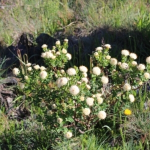 Pimelea ligustrina subsp. ciliata at Cotter River, ACT - 8 Jan 2023