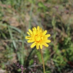 Microseris lanceolata (Yam Daisy) at Cotter River, ACT - 8 Jan 2023 by Tapirlord