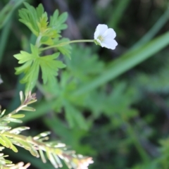 Geranium potentilloides var. abditum at Namadgi National Park - 7 Jan 2023 by Tapirlord