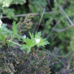 Geranium potentilloides var. abditum at Cotter River, ACT - 8 Jan 2023