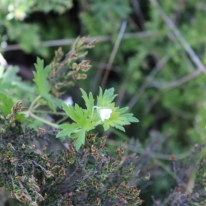 Geranium potentilloides var. abditum at Cotter River, ACT - 8 Jan 2023