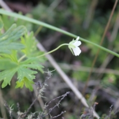 Geranium potentilloides var. abditum at Cotter River, ACT - 8 Jan 2023