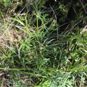 Gingidia harveyana at Cotter River, ACT - 8 Jan 2023 07:47 AM