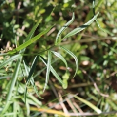 Gingidia harveyana at Cotter River, ACT - 8 Jan 2023 07:47 AM