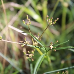 Gingidia harveyana at Cotter River, ACT - 8 Jan 2023 07:47 AM