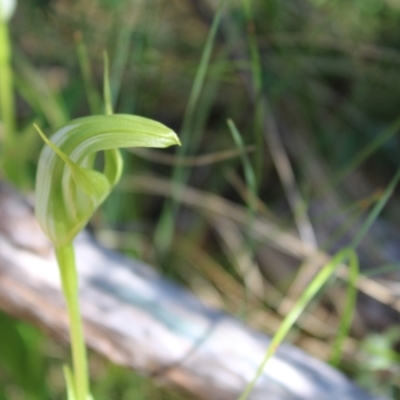 Pterostylis monticola (Large Mountain Greenhood) at Cotter River, ACT - 7 Jan 2023 by Tapirlord