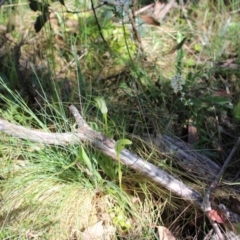 Pterostylis monticola at Cotter River, ACT - suppressed