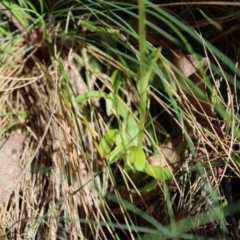 Pterostylis monticola at Cotter River, ACT - suppressed