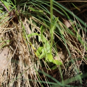 Pterostylis monticola at Cotter River, ACT - suppressed