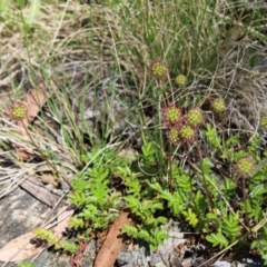 Acaena novae-zelandiae (Bidgee Widgee) at Cotter River, ACT - 7 Jan 2023 by Tapirlord