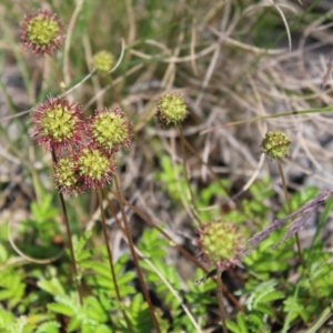 Acaena novae-zelandiae at Cotter River, ACT - 8 Jan 2023