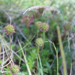 Acaena novae-zelandiae at Cotter River, ACT - 8 Jan 2023