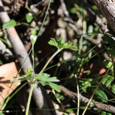 Geranium potentilloides var. Subalps (N.G.Walsh 4179) Vic. Herbarium at Namadgi National Park - 7 Jan 2023 by Tapirlord