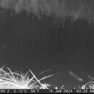 Hydromys chrysogaster (Rakali or Water Rat) at Lions Youth Haven - Westwood Farm - 14 Jan 2023 by HelenCross