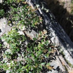 Grevillea diminuta at Cotter River, ACT - 8 Jan 2023 by Tapirlord