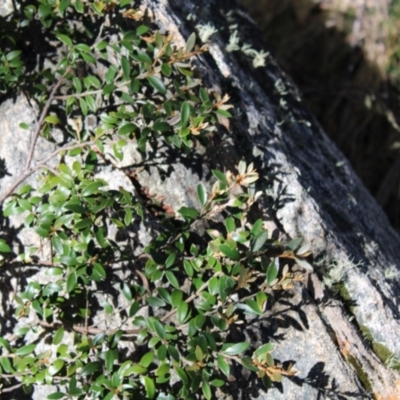 Grevillea diminuta at Namadgi National Park - 7 Jan 2023 by Tapirlord