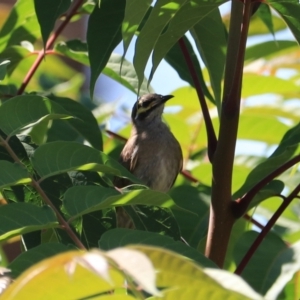 Caligavis chrysops at Goulburn, NSW - 26 Jan 2023 11:22 AM