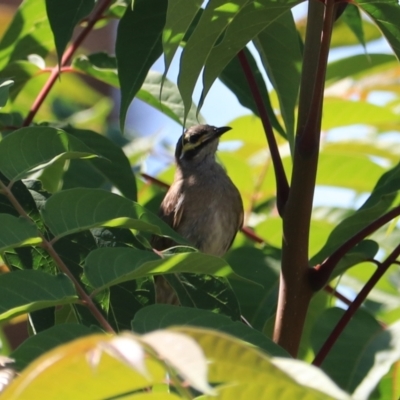 Caligavis chrysops (Yellow-faced Honeyeater) at Goulburn, NSW - 26 Jan 2023 by Rixon