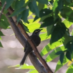 Caligavis chrysops at Goulburn, NSW - 26 Jan 2023 11:22 AM