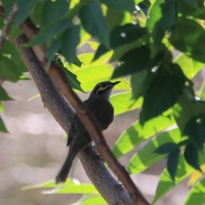 Caligavis chrysops at Goulburn, NSW - 26 Jan 2023 11:22 AM