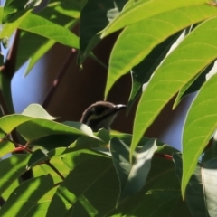 Caligavis chrysops at Goulburn, NSW - 26 Jan 2023