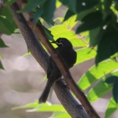 Caligavis chrysops at Goulburn, NSW - 26 Jan 2023 11:22 AM