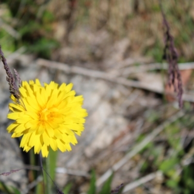 Microseris lanceolata (Yam Daisy) at Cotter River, ACT - 8 Jan 2023 by Tapirlord