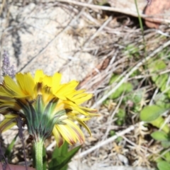 Microseris lanceolata at Cotter River, ACT - 8 Jan 2023