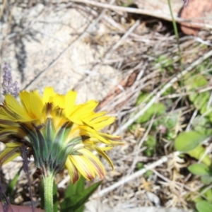 Microseris lanceolata at Cotter River, ACT - 8 Jan 2023