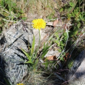 Microseris lanceolata at Cotter River, ACT - 8 Jan 2023