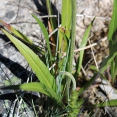 Microseris lanceolata at Cotter River, ACT - 8 Jan 2023