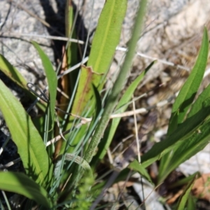 Microseris lanceolata at Cotter River, ACT - 8 Jan 2023