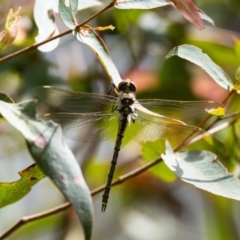 Hemicordulia tau (Tau Emerald) at Wingecarribee Local Government Area - 25 Oct 2022 by NigeHartley