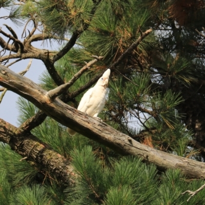 Cacatua tenuirostris X sanguinea (Long-billed X Little Corella (Hybrid)) at Goulburn, NSW - 26 Jan 2023 by Rixon