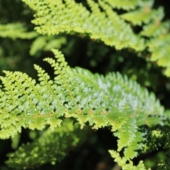 Polystichum proliferum (Mother Shield Fern) at Cotter River, ACT - 8 Jan 2023 by Tapirlord
