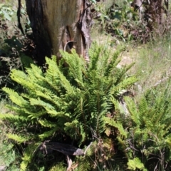 Polystichum proliferum at Cotter River, ACT - 8 Jan 2023