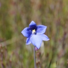Thelymitra cyanea (Veined Sun Orchid) at Namadgi National Park - 7 Jan 2023 by Tapirlord